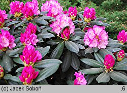 Rhododendron Polaris