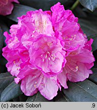 Rhododendron hort. Polaris