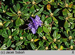 Rhododendron Sapphire