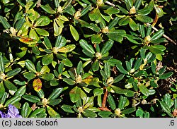 Rhododendron Sapphire