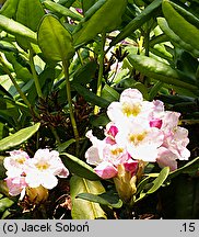 Rhododendron brachycarpum ssp. fauriei