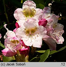 Rhododendron brachycarpum ssp. fauriei