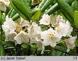 Rhododendron brachycarpum ssp. fauriei