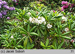 Rhododendron brachycarpum ssp. fauriei