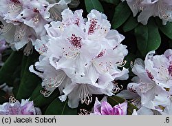 Rhododendron Bismarck