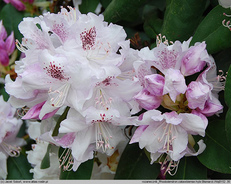 Rhododendron hort. Bismarck