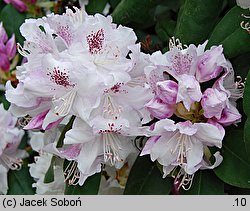 Rhododendron Bismarck