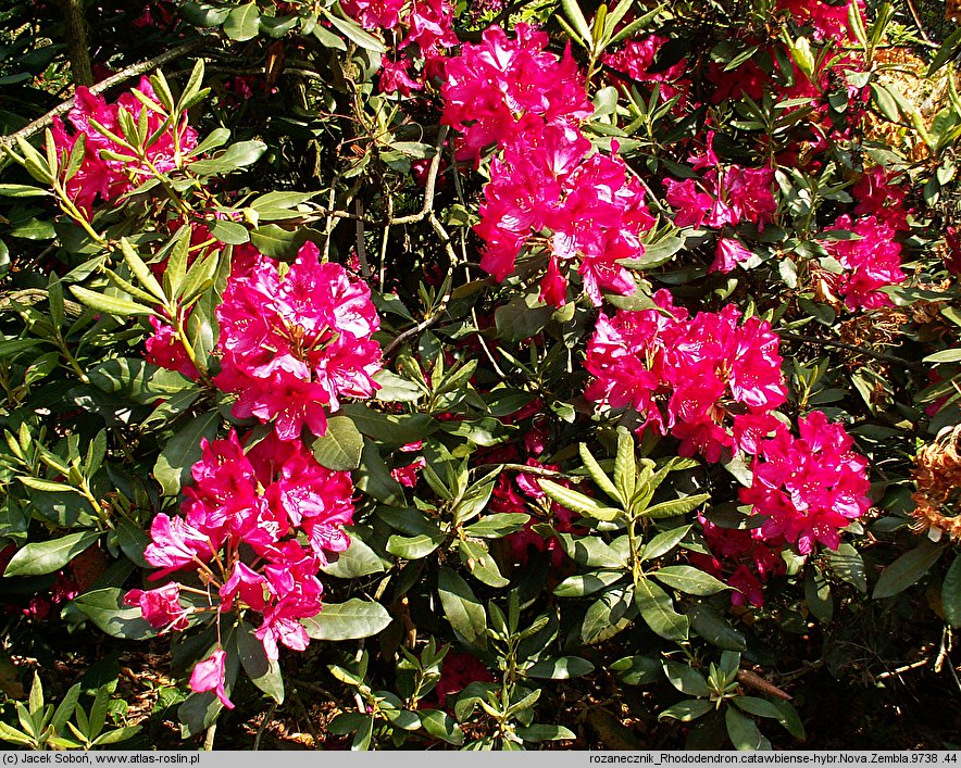 Rhododendron Nova Zembla