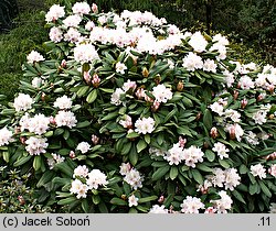 Rhododendron Jacksonii