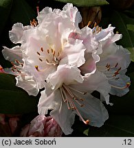 Rhododendron Jacksonii