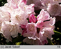 Rhododendron metternichii var. pentamerum