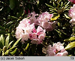 Rhododendron metternichii var. pentamerum