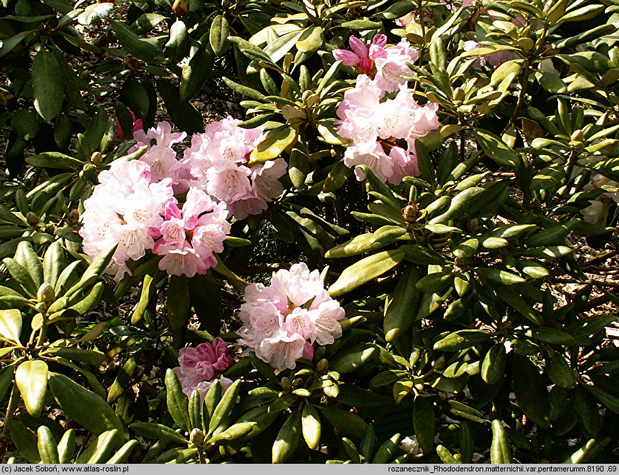 Rhododendron metternichii var. pentamerum