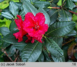 Rhododendron hort. Baden-Baden