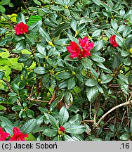 Rhododendron hort. Baden-Baden