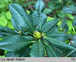 Rhododendron hort. Baden-Baden