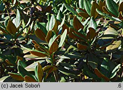 Rhododendron rufum