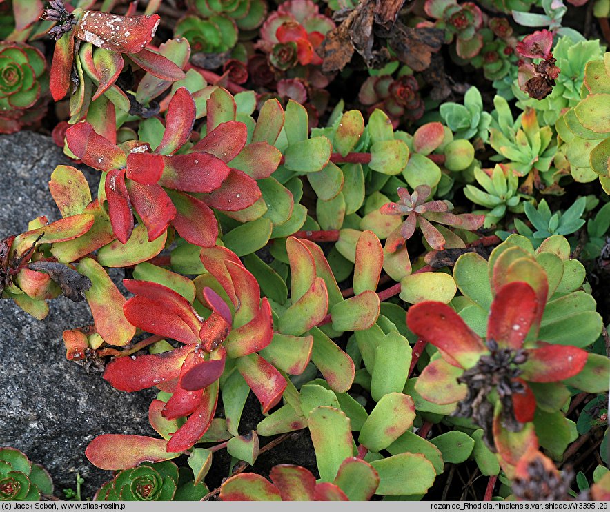 Rhodiola himalensis (rozchodnik himalajski)