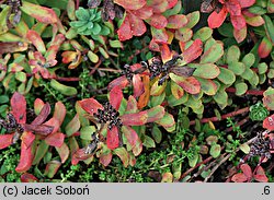 Rhodiola himalensis (rozchodnik himalajski)