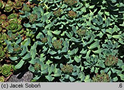 Rhodiola himalensis (rozchodnik himalajski)