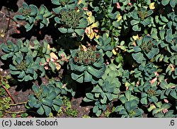 Rhodiola himalensis (rozchodnik himalajski)