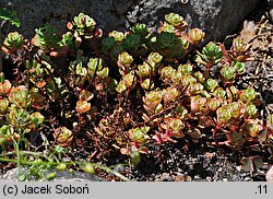 Sedum nevii (rozchodnik Neva)