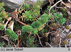 Petrosedum rupestre (rozchodnik ościsty)