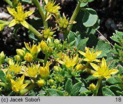 Phedimus selskianus (rozchodnik Sielskiego)