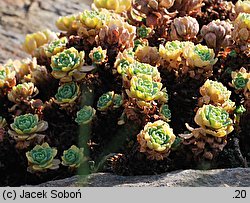 Rhodiola pachyclados (rozchodnik grubopędowy)