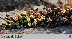 Rhodiola pachyclados (rozchodnik grubopędowy)