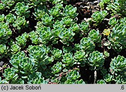 Rhodiola pachyclados (rozchodnik grubopędowy)