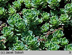 Rhodiola pachyclados (rozchodnik grubopędowy)