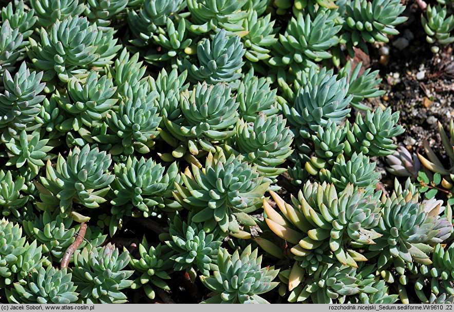 Petrosedum sediforme (rozchodnik nicejski)