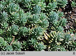 Petrosedum sediforme (rozchodnik nicejski)