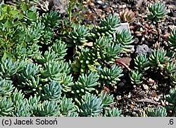 Petrosedum sediforme (rozchodnik nicejski)