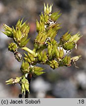 Petrosedum sediforme (rozchodnik nicejski)