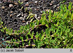 Sedum sarmentosum (rozchodnik rozłogowy)