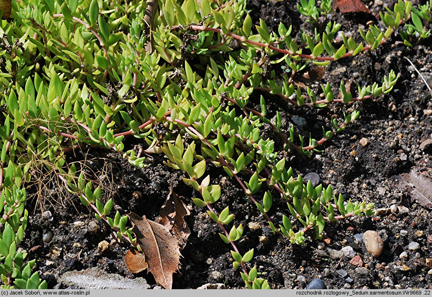 Sedum sarmentosum (rozchodnik rozłogowy)