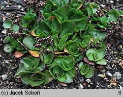 Phedimus obtusifolius (rozchodnik tępolistny)