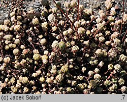 Sedum stenopetalum