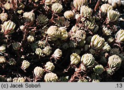 Sedum stenopetalum