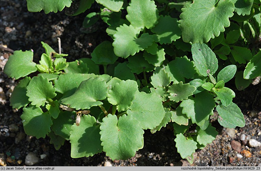 Hylotelephium populifolium (rozchodnik topololistny)