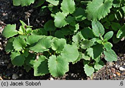 Hylotelephium populifolium (rozchodnik topololistny)