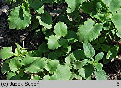 Hylotelephium populifolium (rozchodnik topololistny)