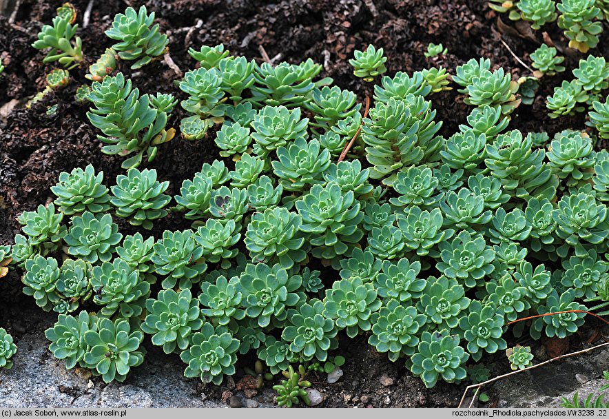 Rhodiola pachyclados (rozchodnik grubopędowy)