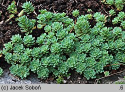 Rhodiola pachyclados (rozchodnik grubopędowy)