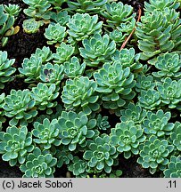 Rhodiola pachyclados (rozchodnik grubopędowy)