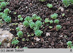 Rhodiola pachyclados (rozchodnik grubopędowy)