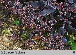 Sedum hort. Bertram Anderson