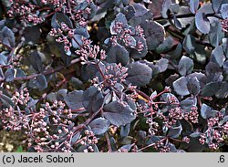 Sedum hort. Bertram Anderson